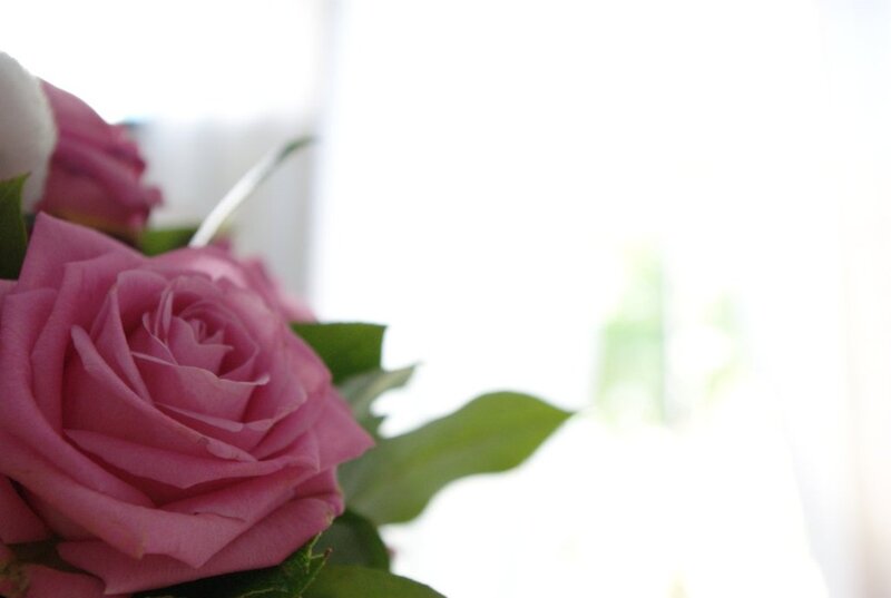 Pink Rose in Bouquet — Serene, Morning