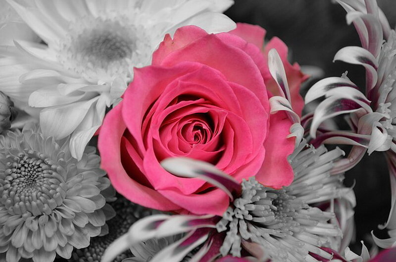 Pink Rose in Bouquet — Serene, Photograph