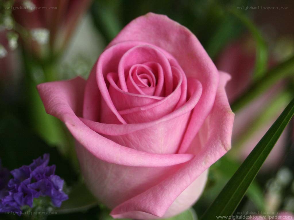 Pink rose in bouquet