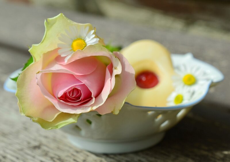 Pink Rose in Bowl — Serene, Afternoon