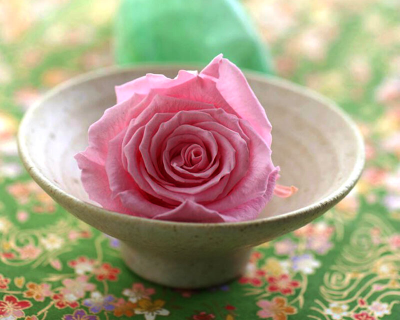 Pink Rose in Bowl — Serene