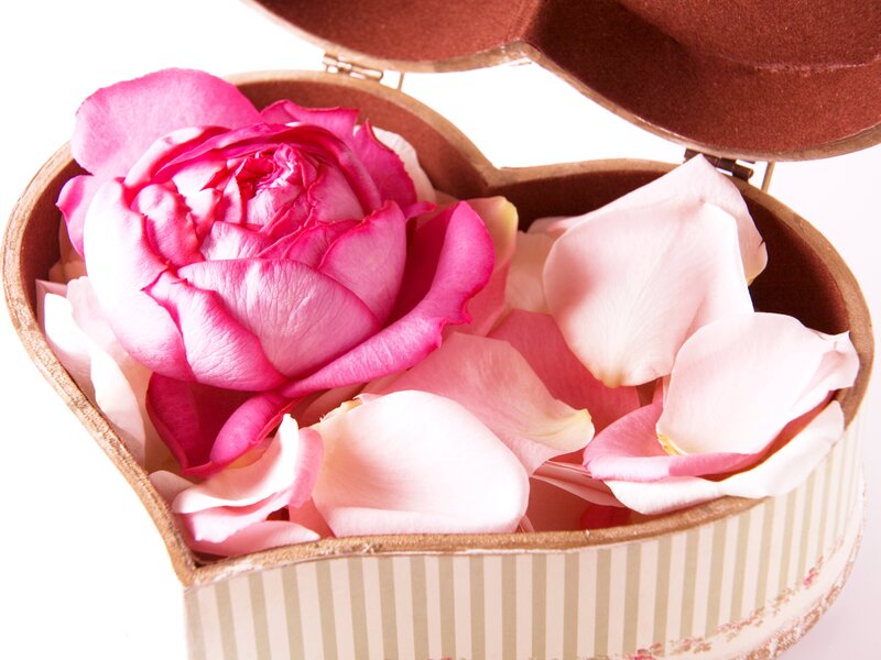 Pink Rose in Box — Calm, Photograph