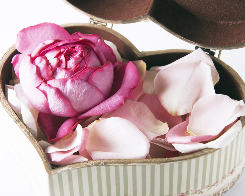 Pink Rose in Box — Calm