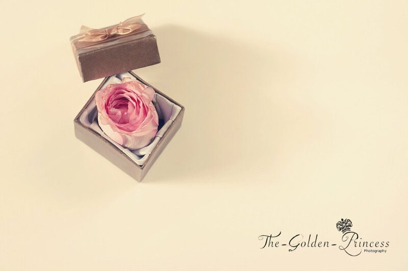 Pink Rose in Box — Serene, Photograph, Ribbon