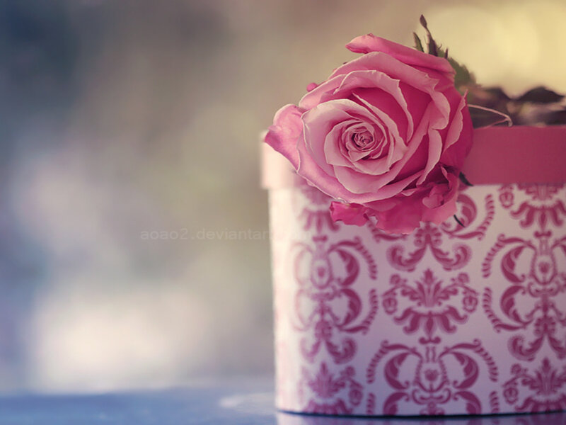 Pink Rose in Box — Serene, Photograph
