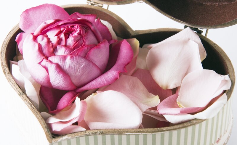 Pink Rose in Box — Serene