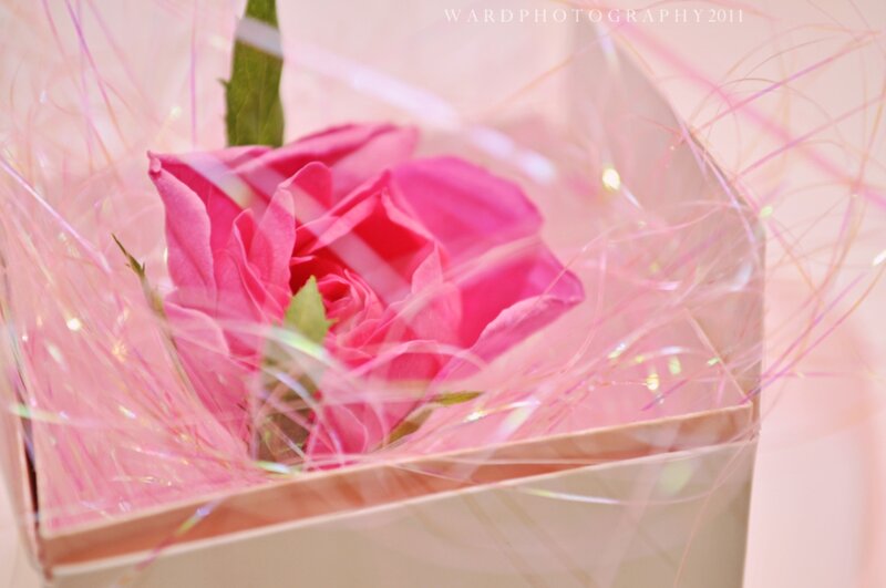 Pink Rose in Box — Soft
