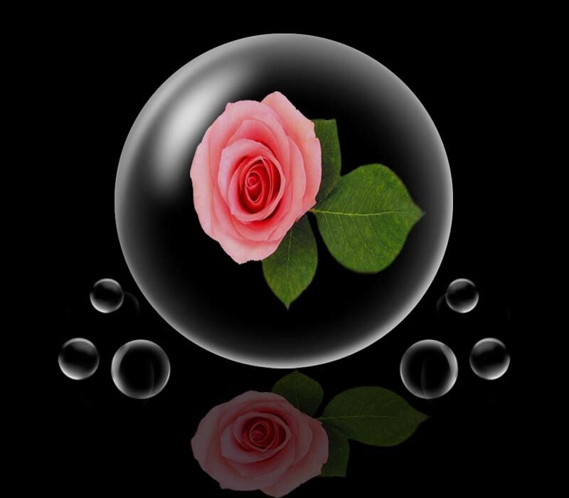 Pink Rose in Bubble