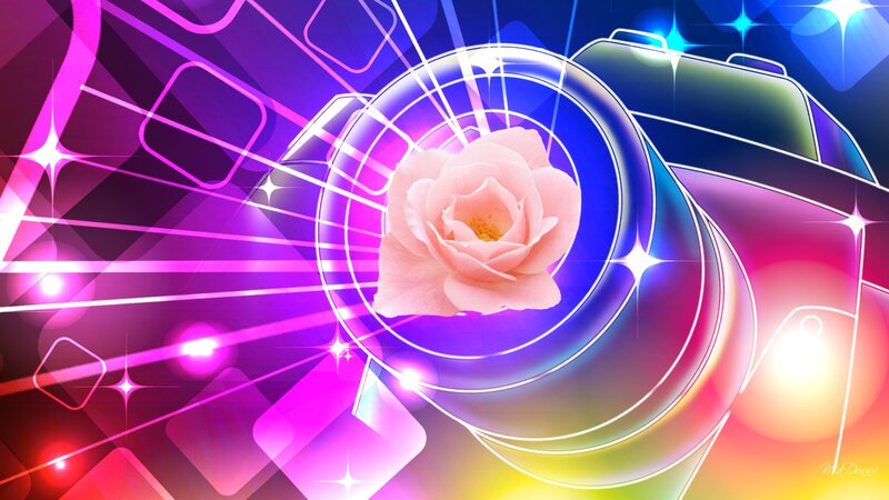 Pink Rose in Camera Lens