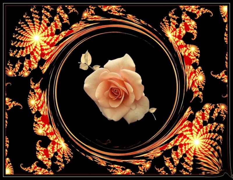 Pink Rose in Center