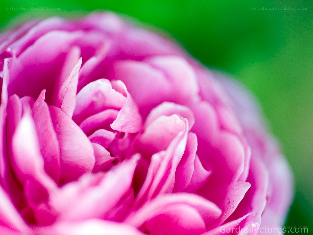 Pink rose in close-up