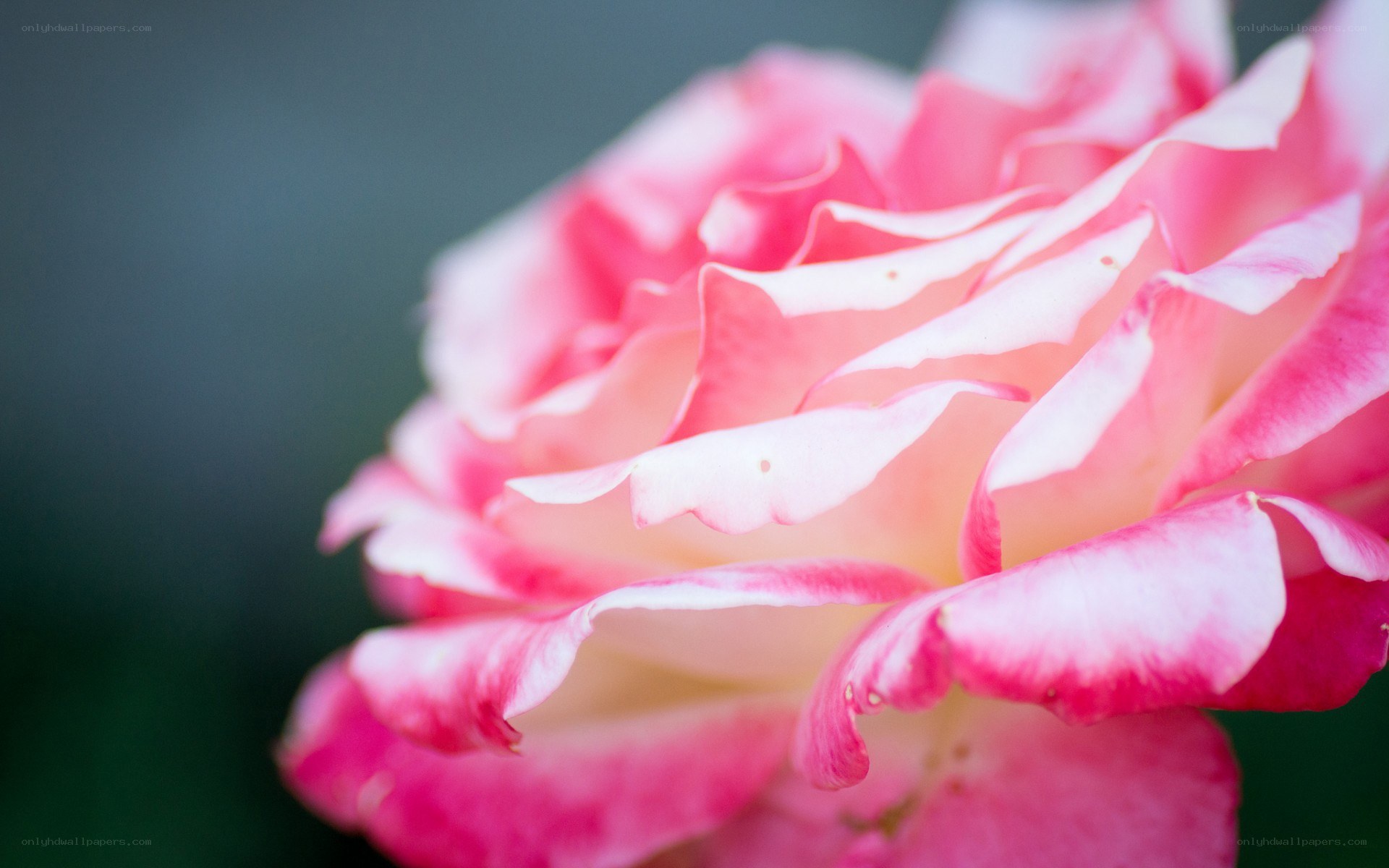Pink rose in close-up