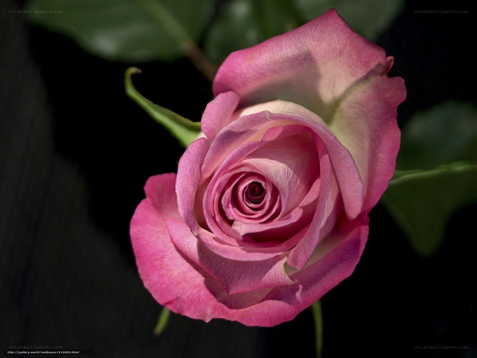 Pink rose in close-up