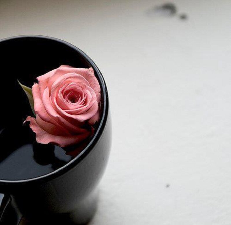 Pink Rose in Cup — Black