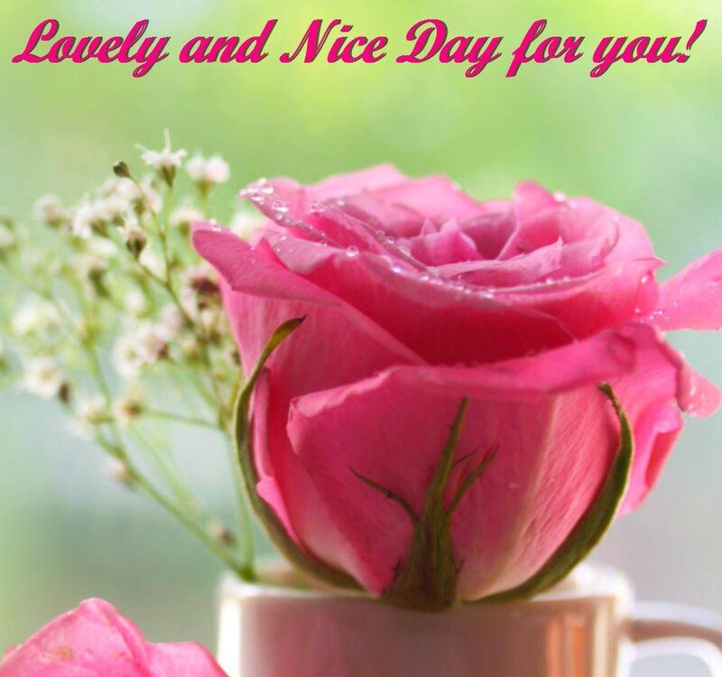 Pink Rose in Cup — Calm, Morning