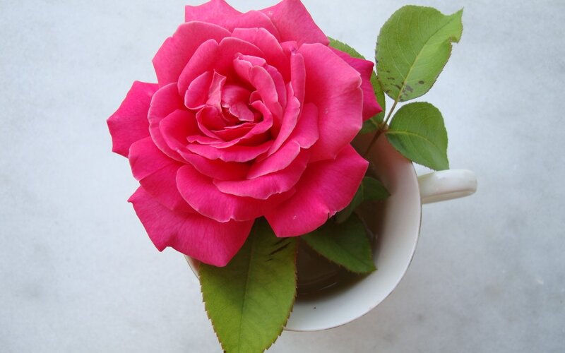 Pink Rose in Cup — Calm, Photograph, Leaves