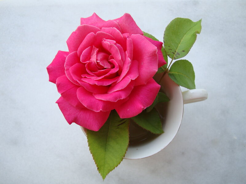 Pink Rose in Cup — Calm, Photograph