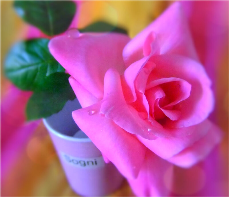 Pink Rose in Cup — Calm