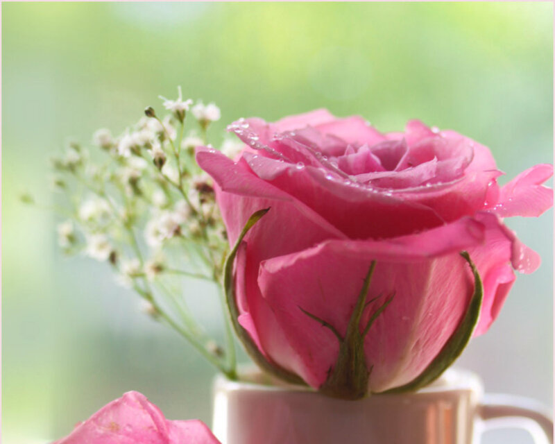 Pink Rose in Cup — Serene, Morning