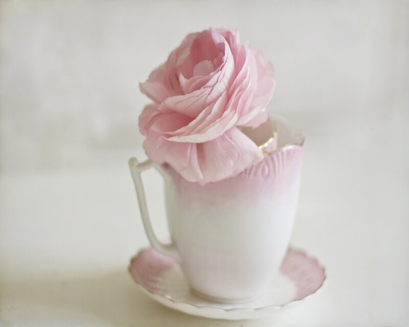 Pink Rose in Cup — Serene, Photograph