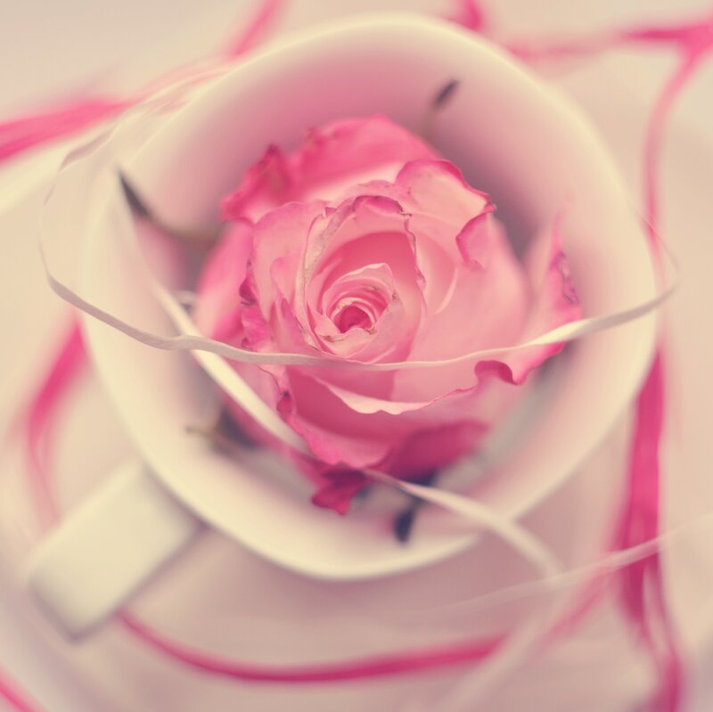 Pink Rose in Cup — Serene
