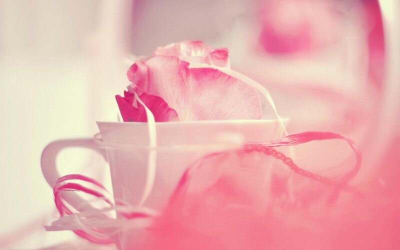 Pink Rose in Cup — Soft, Photograph, Ribbon