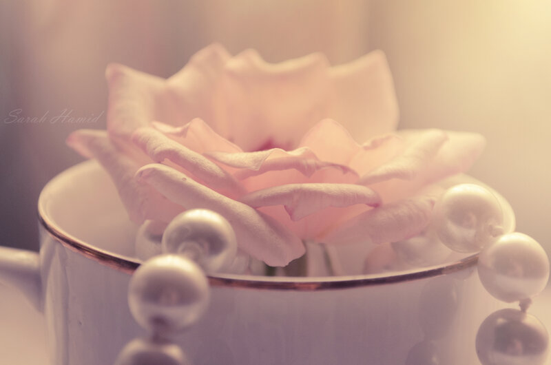 Pink Rose in Cup — Soft, Photograph