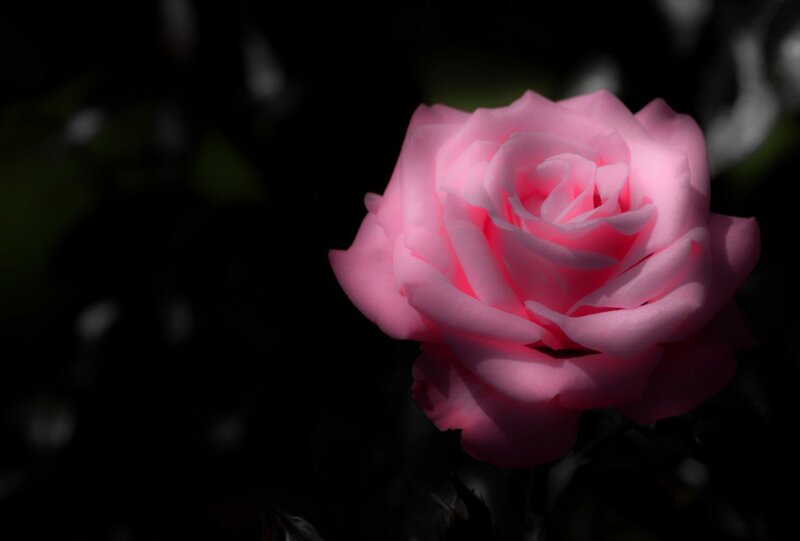 Pink rose in dark background