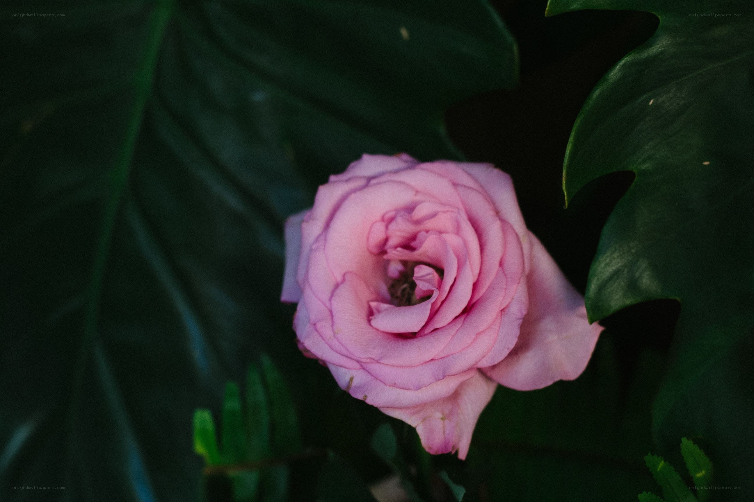 Pink rose in dark foliage
