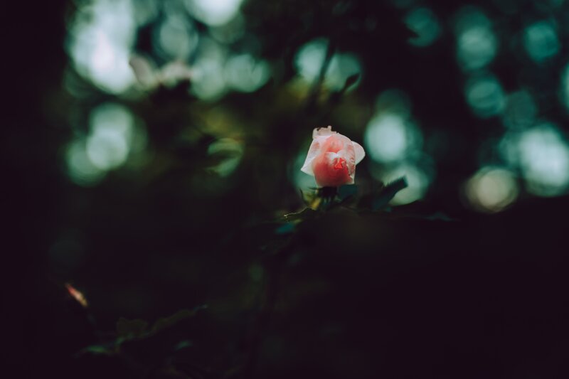 Pink rose in dark forest