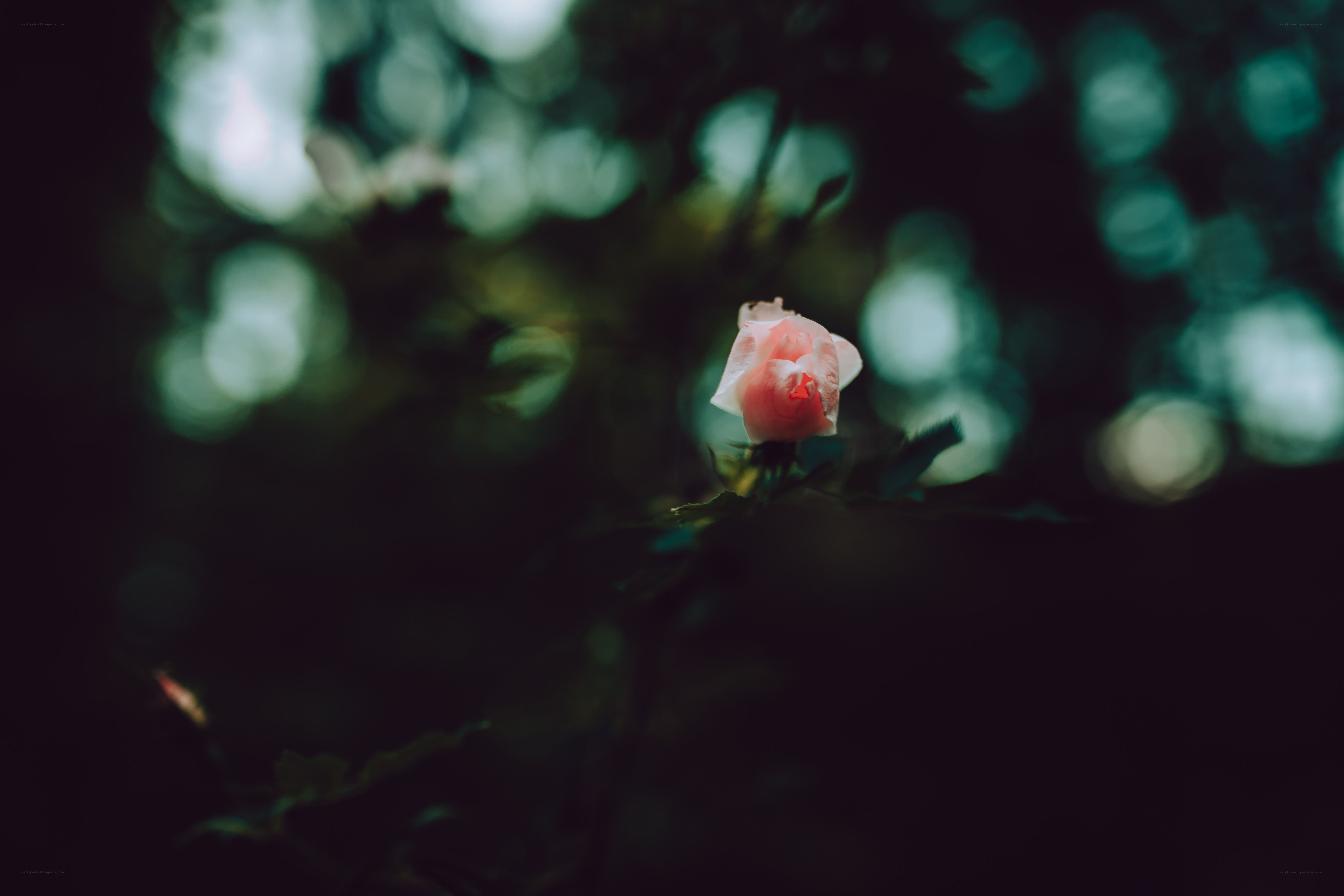 Pink rose in dark forest