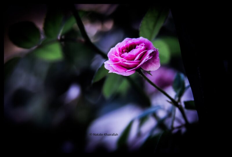 Pink Rose in Dark Garden