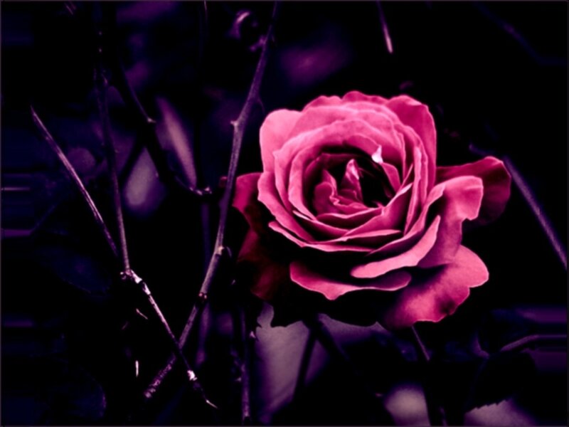 Pink Rose in Dark — Purple