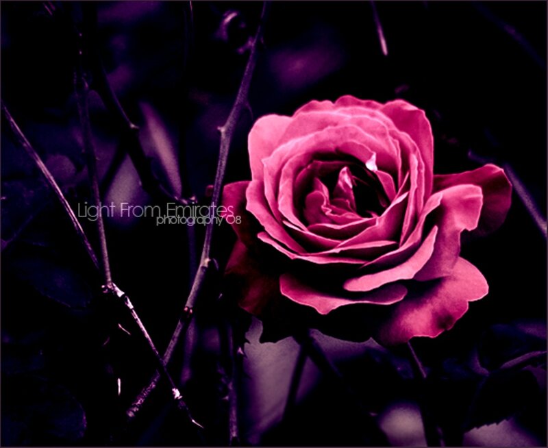 Pink Rose in Dark Setting — Purple