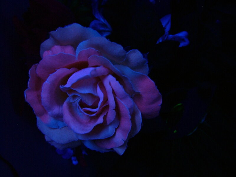 Pink Rose in Dark