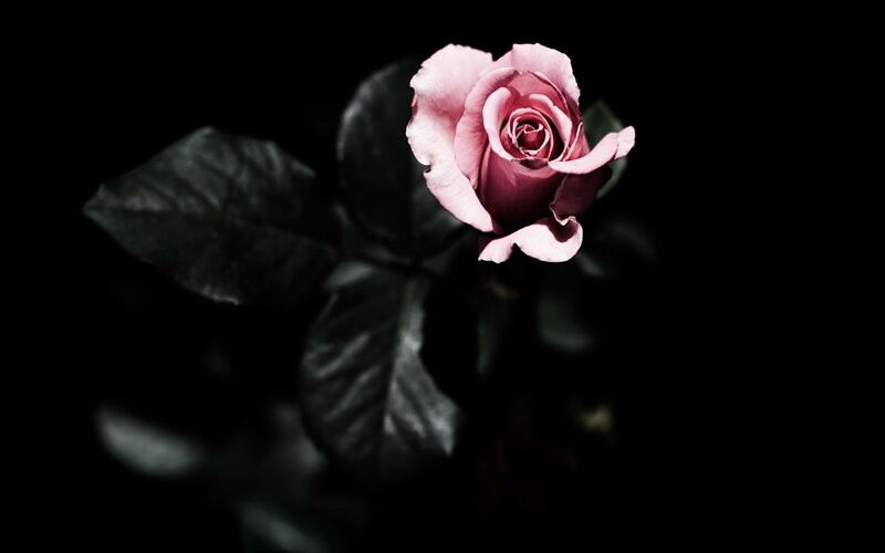 pink rose in darkness