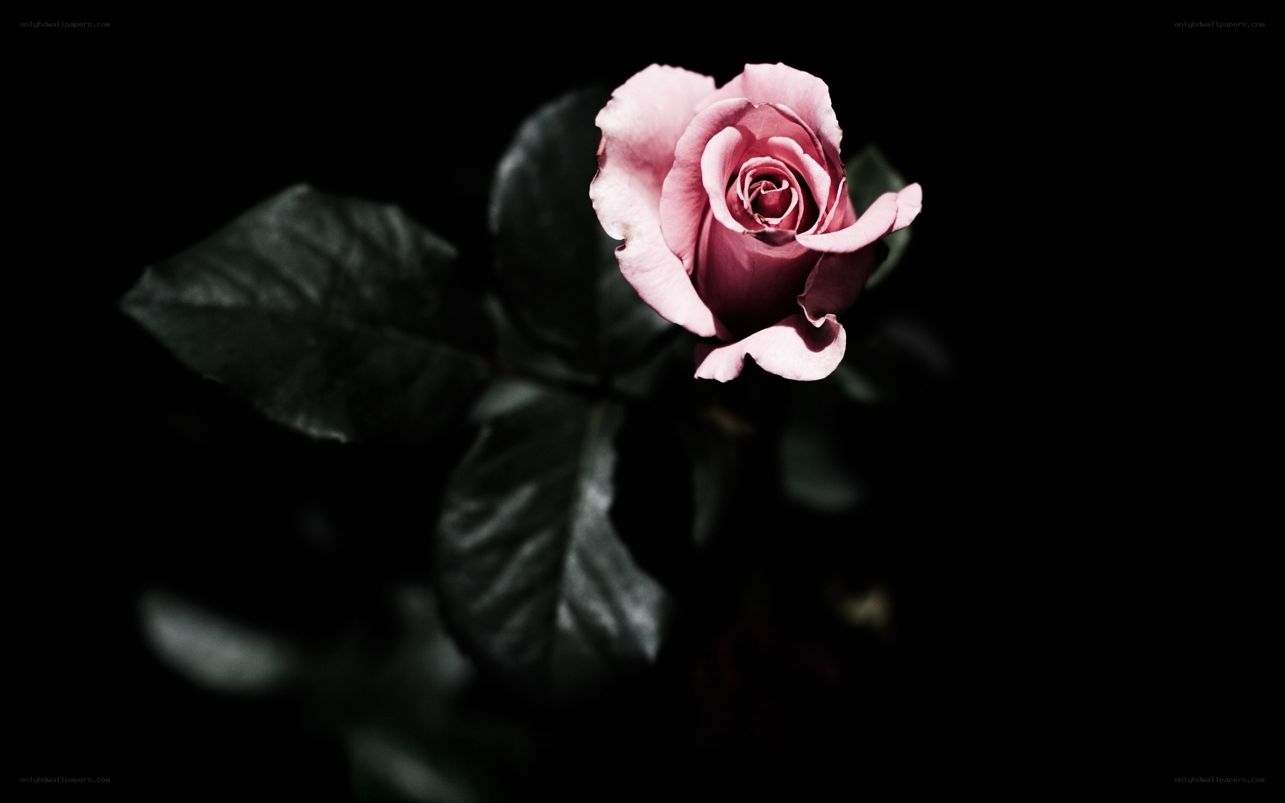pink rose in darkness