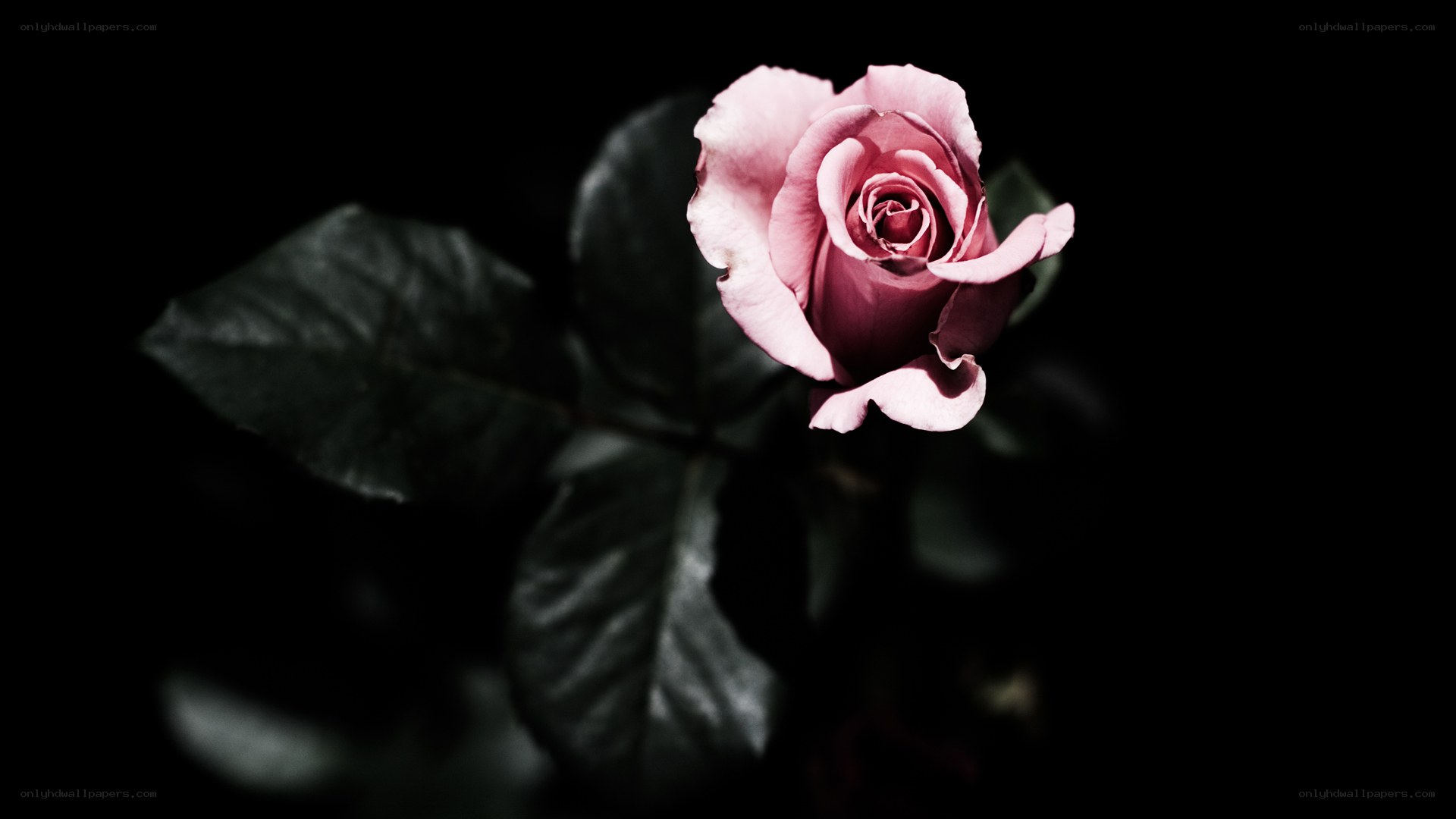 Pink rose in darkness