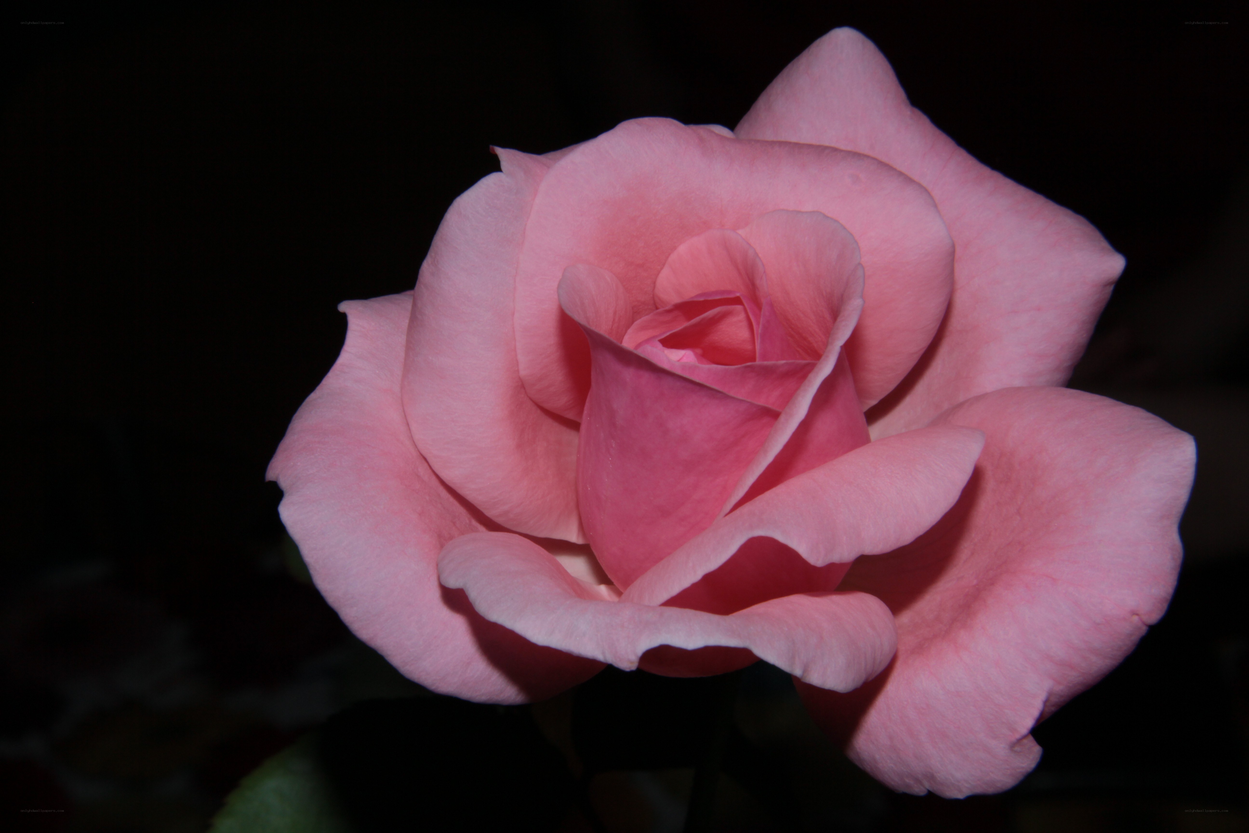 Pink rose in darkness