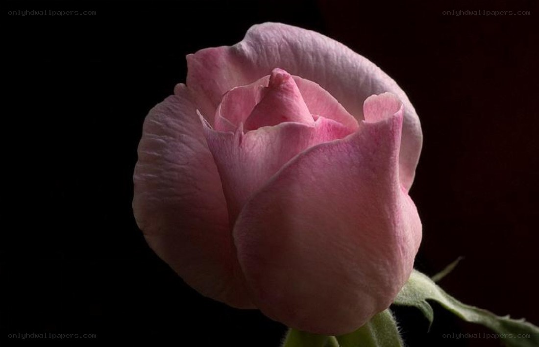 Pink rose in darkness