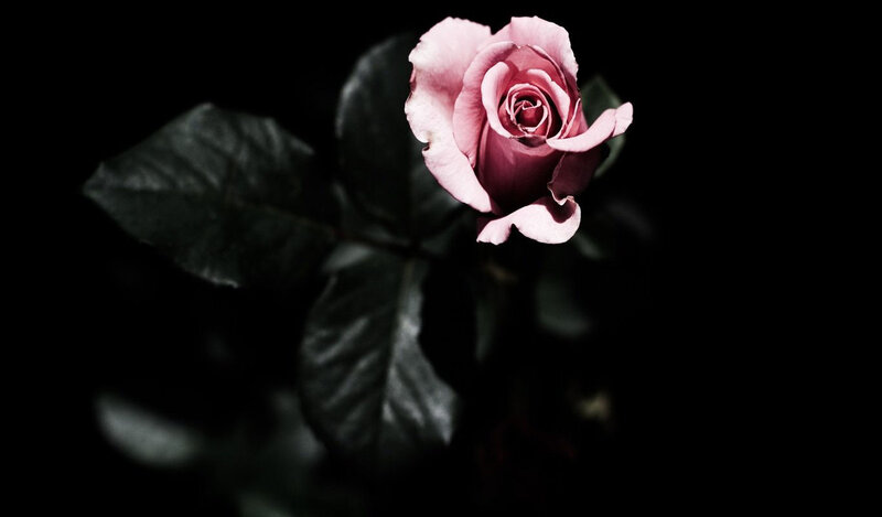 Pink Rose in Darkness — Black, Dramatic, Night, Photograph, Leaves
