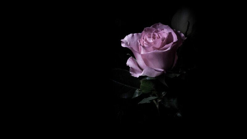 Pink Rose in Darkness — Black, Dramatic, Night, Photograph