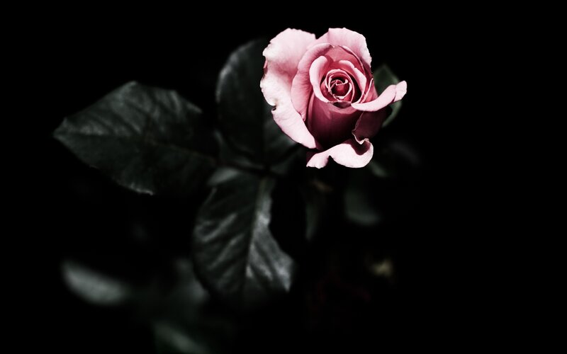 Pink Rose in Darkness — Black, Dramatic, Night