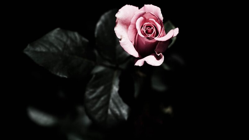 Pink Rose in Darkness — Black, Dramatic, Photograph