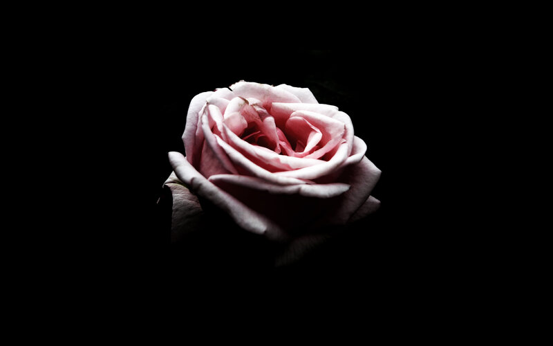 Pink Rose in Darkness — Black