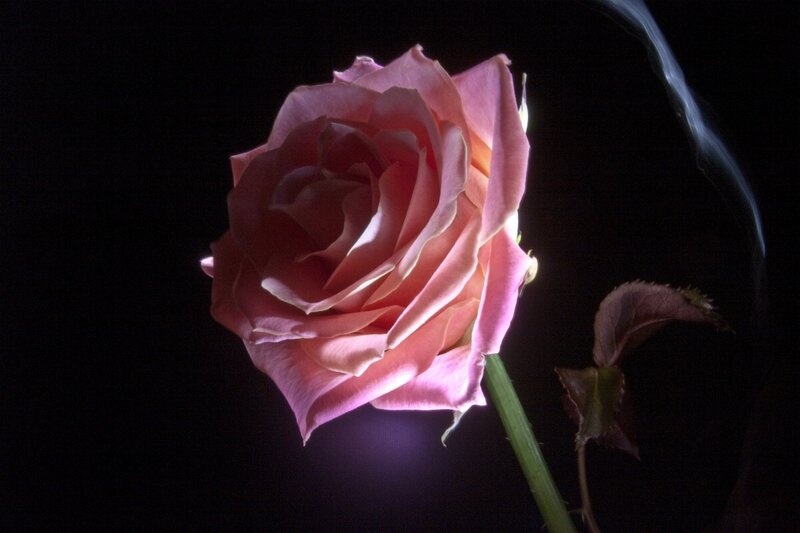 Pink Rose in Darkness — Dramatic, Night
