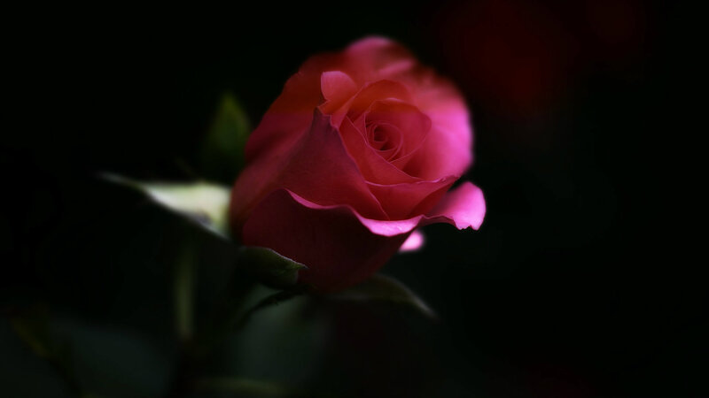 Pink Rose in Darkness — Dramatic, Photograph