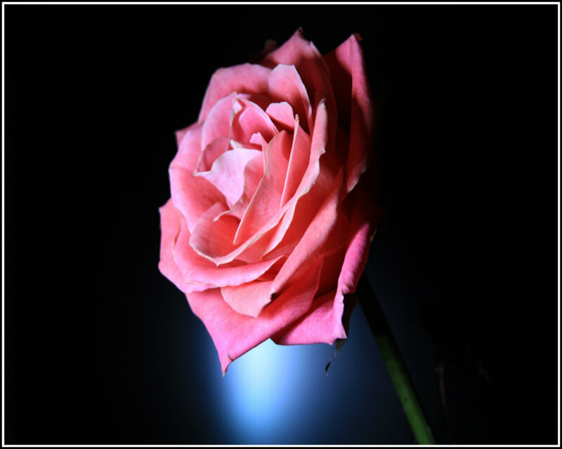 Pink Rose in Darkness — Dramatic