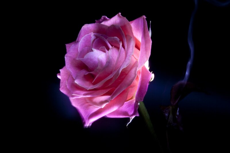 Pink Rose in Darkness — Purple