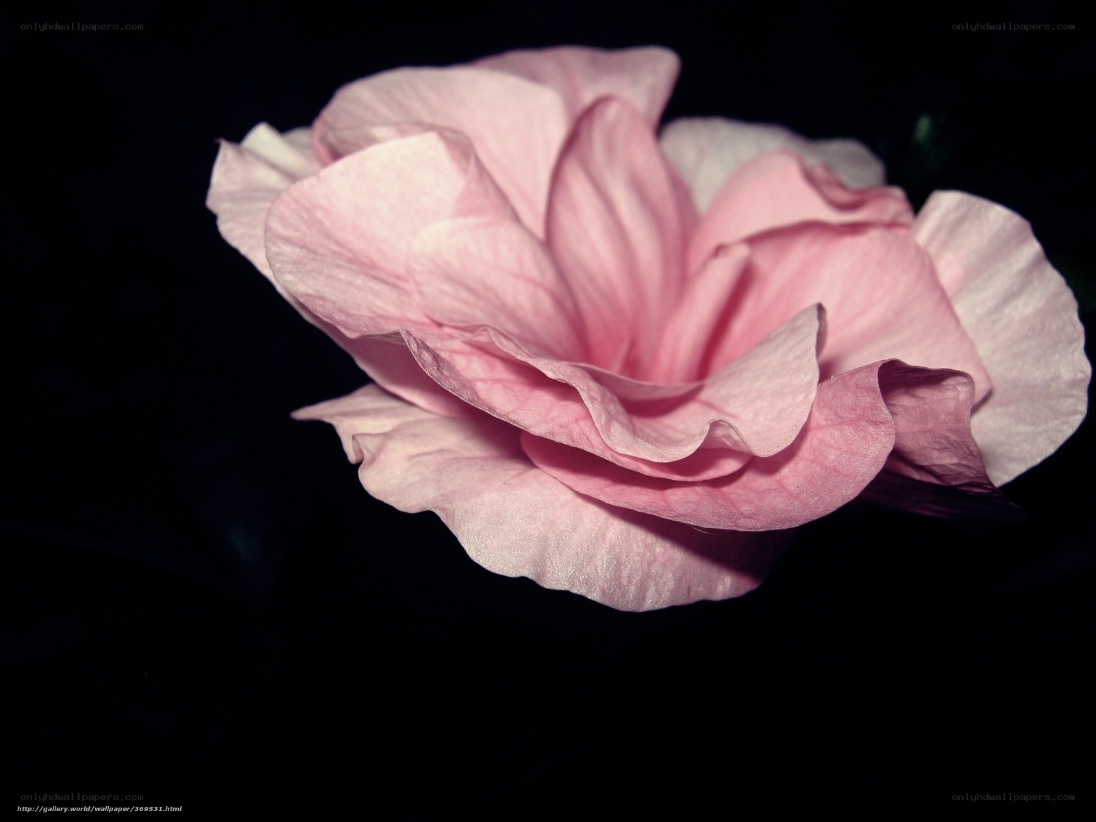 Pink rose in darkness